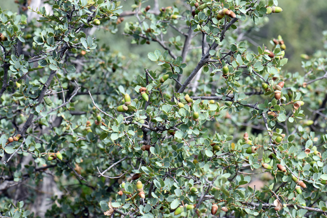 Sonoran Scrub Oak grows from 3 to 18 feet (1 to 6 m) tall often forming thickets. The leaves are evergreen or sub-evergreen. Plants bloom from March through June and the acorns form from July to September. Quercus turbinella 